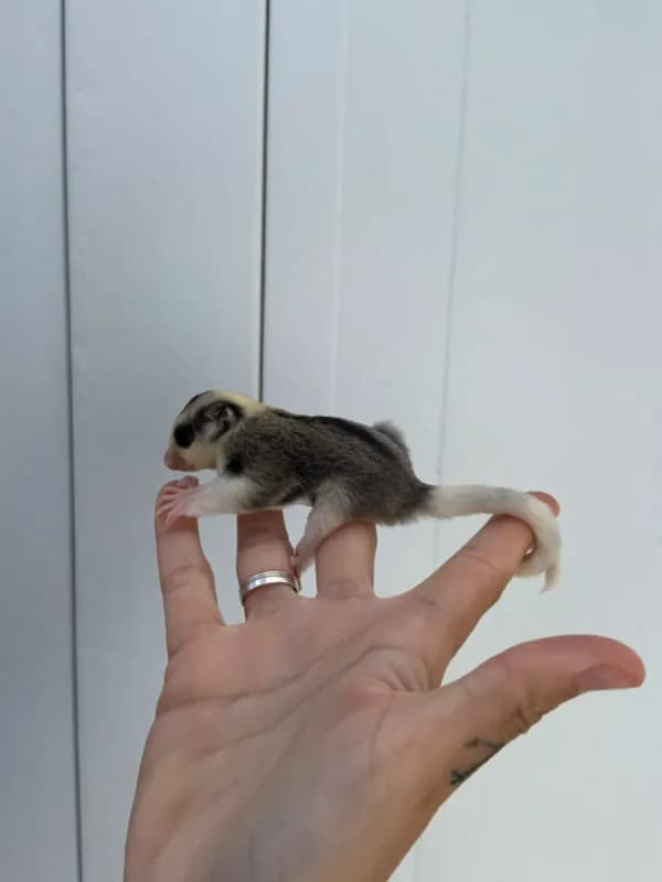 Petauro del azucar hembra de más de 4 meses - Foto 1