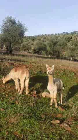Alpacas encontradas en campo abierto - Foto 1