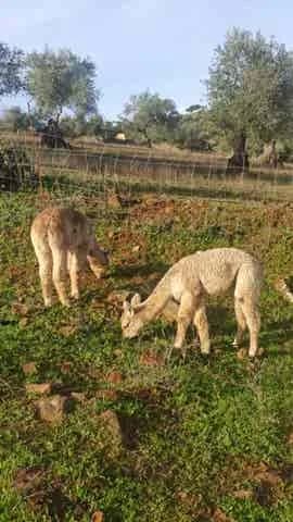 Alpacas encontradas en campo abierto - Foto 2