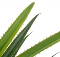 Planta artificial yuca con macetero verde 145 cm